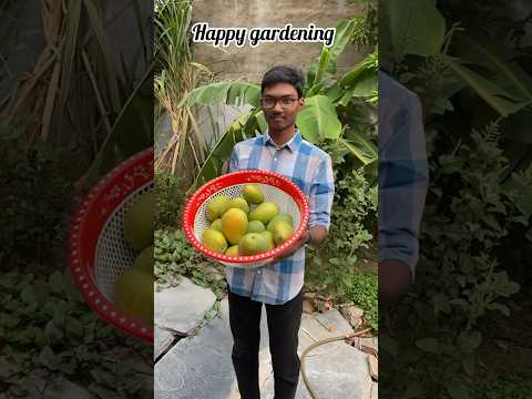 Harvesting mangoes 🥭