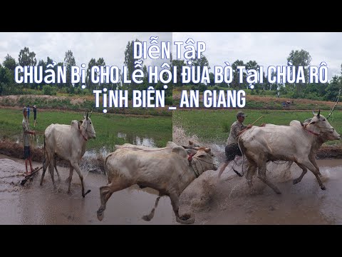 phần 1 Buổi diễn tập có 4 đôi bò chuẩn bị cho lễ hội đua bò chùa rô. Tịnh Biên An Giang.