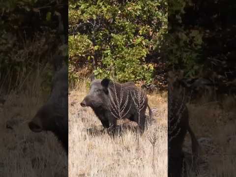 Giant Wild Boar Shot 🐗 #hunting #wildlife #shorts #wildboar