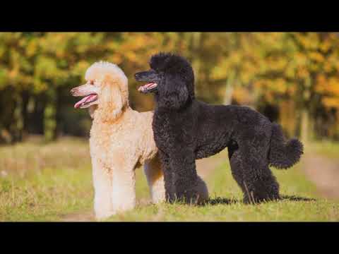 Poodle Dog Price and Details (Hindi) #dogpricelist #doginformation #dog #poodle