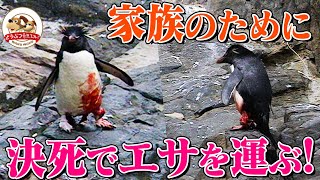 【感動】イワトビペンギン命がけの壮絶子育てを追った！過酷な自然と迫りくる外敵！我が子のために跳び続ける父親たち！さらに原油で弱ったペンギンを海獣が…【どうぶつ奇想天外／WAKUWAKU】