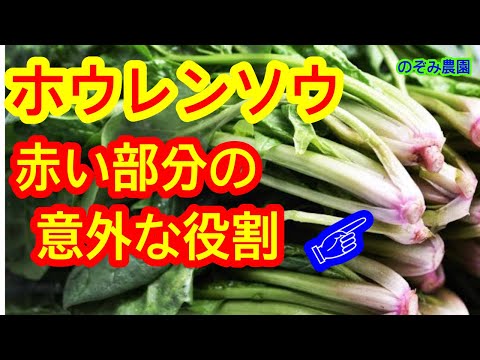 【ホウレンソウ】茎の根本の赤い部分の役割や、ホウレンソウの特徴を解説します。