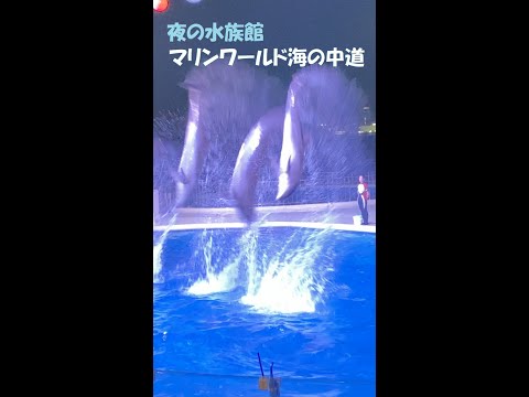 マリンワールド海の中道　夜の水族館ドルフィンショー