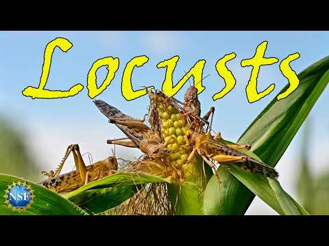 LOCUSTS 🦗| Docuseries | OFFICIAL TRAILER