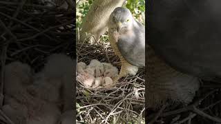 Little Hunters #HawkBabies #WildlifeMoments #shorts