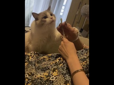 🐱:冷漠的女人 一次次甩开我的手#吃货猫 #铲屎官的乐趣 #萌宠出道计划