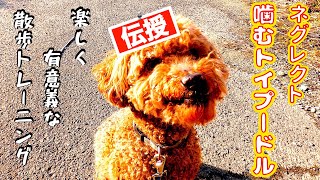 飼育放棄噛むトイプードルと楽しく有意義な散歩トレーニング方法を伝授！