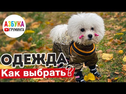 Как выбрать комбинезон? Одежда для собак от грязи и холода