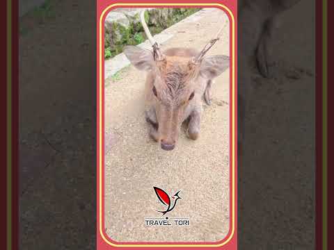 DEER in NARA PARK #deer #narapark #naradeer #animals #travel #japan #奈良旅行 #鹿 #奈良市