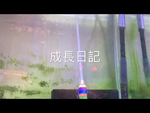 孔雀魚成長日記