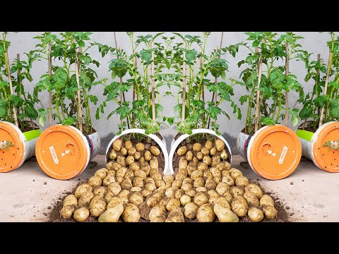 Revealing how to grow potatoes in plastic containers for more tubers | Use fertilizer from fish