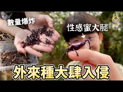 挖爆入侵種！竟然還有蜜大腿！最美麗的錯誤【叢林大冒險】