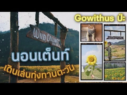 กางเต็นท์ Wild Calling Farm Park | เดินชมทุ่งทานตะวัน | เล่นกับน้องแมว