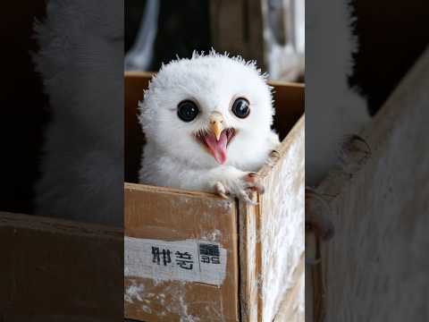 Hi! Good morning👋 #cute #littleowl #owl #littlebirds