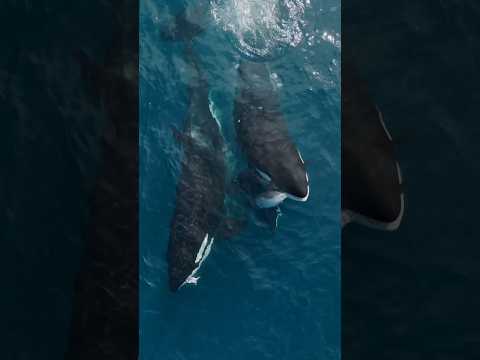 Killer whales sharing a family meal! #wildlife #killerwhale