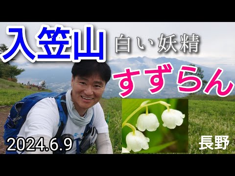 入笠山  スズランの群生