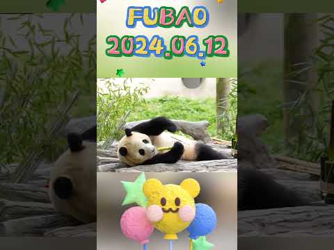 🐼FUBAO2024.06.12 #panda #cute #fubao #animals #pets