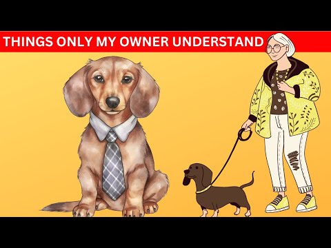 7 Experiences Exclusive to Dachshund Owners