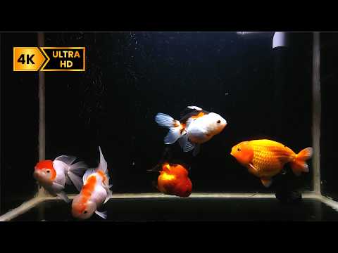 4K Dream Aquarium Music | Relaxing Aquarium Ambience for Sleep, Stress Relief & Meditation