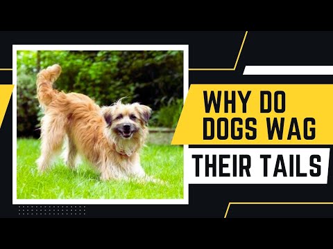 What Does It Mean When a Dog Wags Its Tail in Different Ways