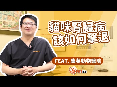 貓咪腎臟病該如何擊退Feat.集英動物醫院【哈寵小學堂】｜#哈寵PETube 第234集