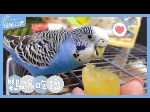 07｜鸚鵡吃播｜吃棉花糖綠葡萄｜虎皮鸚鵡 Budgie セキセイイン【啾啾鳥日常】