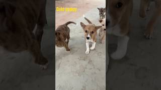 Cute puppy…#ytshort#dog#reels#videos#love#puppy#cute#cutebaby e