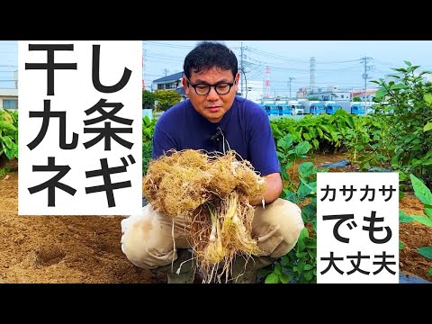 カサカサになるまで干した九条ネギの植え替え作業