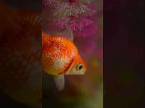 A Window into the World of a Goldfish