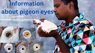 Information about pigeon eyes || புறாவின் கண்கள் பற்றிய தகவல்கள் || #petsworld #best #pigeon #love