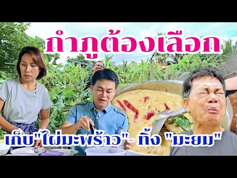 กำภูต้องเลือก เก็บไผ่-มะพร้าว ตัดทิ้งมะยมอีกแล้ว #บ้านสวนกำภูEp1135