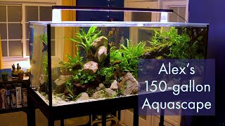 Alex's 150-gallon Custom Aquariums Aquascape