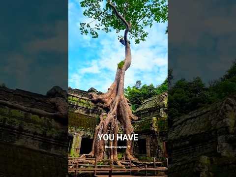 Amazing tree grows on houses