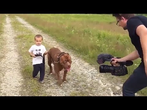 號稱世界上最大的鬥牛犬，體重超過150斤，站立時身高超過成人