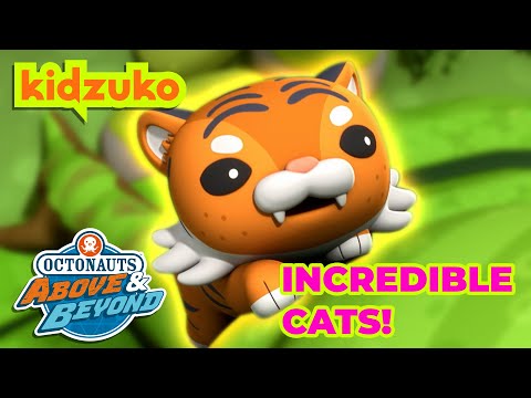 Octonauts: Above & Beyond - 🦁 Curious Cats 😸 | Compilation | Kidzuko