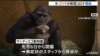 ゴリラが新型コロナに感染 大型の類人猿では初、米動物園で(動物愛誤)(經濟損害)(製造車禍.傷人.人身被害)(アニマルホーダー.動物囤積症)(COVID-19)(Bウイルス病)(狂犬病)