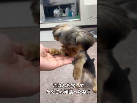 初めてのトリミングを終えた子犬がちゃんがかわいいすぎる😍