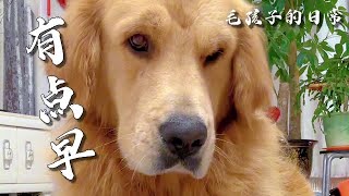 【毛孩子的日常】毛孩兒：今天早點還挺早 #萌宠出道计划 #金毛犬 #萌宠#可爱 #可爱到爆炸 #狗子 #shorts