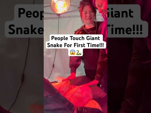 People Touch Giant Snake For First Time!!! 😱🐍#shorts #python