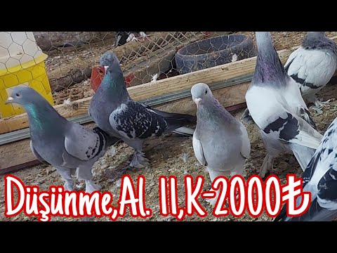 Çok Düşünme Al. 11Takla,2000pey.