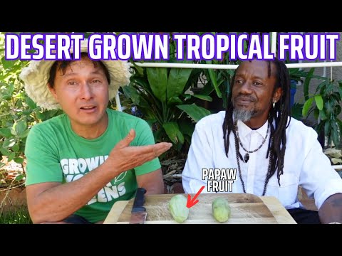 Rasta Man Grows Tropical Fruits in a Backyard Arid Desert Food Forest