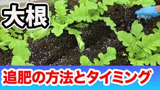 【大根】追肥の最適な「方法」「タイミング」「肥料の種類」