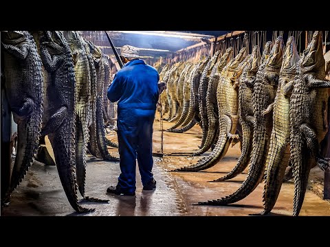 How Farming Millions of Crocodiles for Meat and Skin in China - Crocodile Farm Harvest Technology