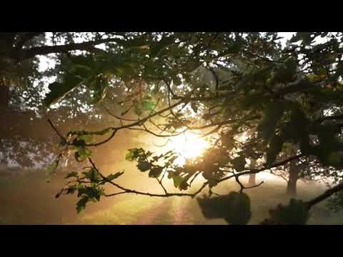 Morning Sun Through Trees | Copyright Free Video Footage