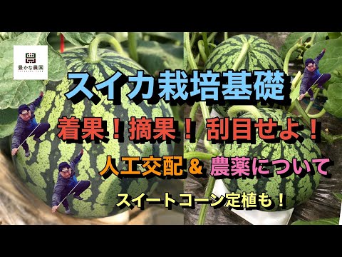 【豊かな農園⑥】スイカの着果・摘果方法 良い実・悪い実 見分け方 農薬とは？ スイートコーンの定植も！？