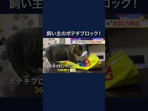 2日間だけで11万件のいいね！飼い主のおやつ時間を容赦なくブロックする猫が話題…36秒間で7回も“ポテチブロック” #shorts