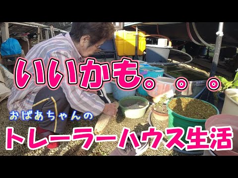 【トレーラーハウス生活】へちまで洗濯、麦みそ豚汁　#372