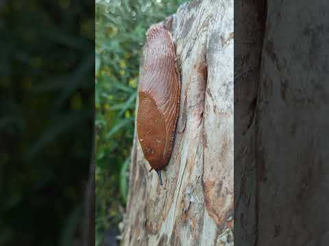 A huge brown slug. Is it pretty? :) #slugs #wildlife #animals #strange