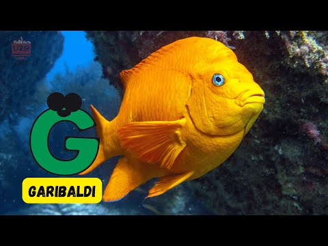 A to Z Ocean Fish 🐟 | Fun ABC Song for Kids! 🎶🌊 | #abcd #kids #learning