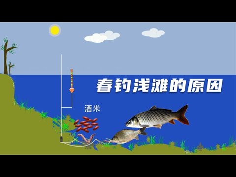 钓鱼老话“春钓浅滩”的意义在哪里？鱼类产卵和捕食都在浅水处！